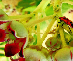 Cute visitor