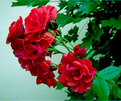 BLÜTEN