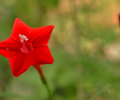 se merah merona