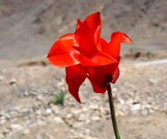 Wild Tulip 