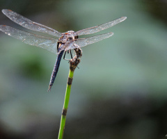 Libélula