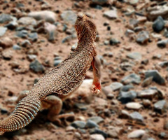 Desert Lizard of Zanginawer, Balochistan 