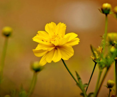 KEMBANG KUNING