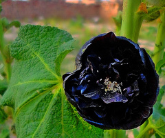 Black Gem