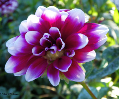 Dahlia