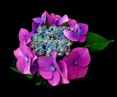 BLÜTEN