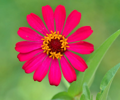 PINK FLOWER