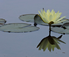 Reflexo