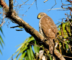 Roadside Hawk