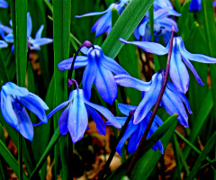 BLÜTEN