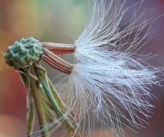 dandelion