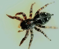 Spider