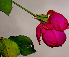 REGENTROPFEN