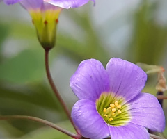 purple flower