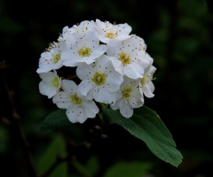 Flor do campo