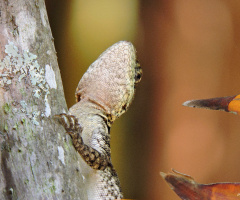 Lagartixa