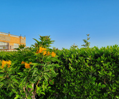 Egypt  - Alexandria - North Coast