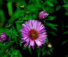 BLÜTEN