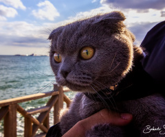 Alırım ifadenizi