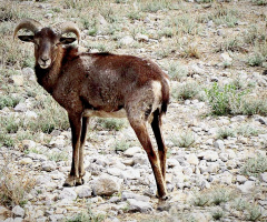 CHILTAN MARKHOR مارخور