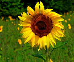 BLÜTE