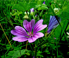 BLÜTE