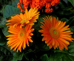BLÜTEN