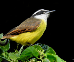 Bem-te-vi 