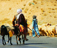 Baloch Shepherd.. 