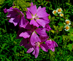 BLÜTEN