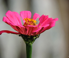 Flor do campo