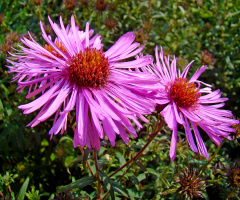 BLÜTEN