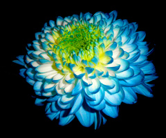 BLÜTE