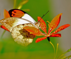 butterfly and flower