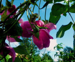 BLÜTEN