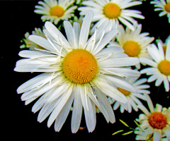 BLÜTEN