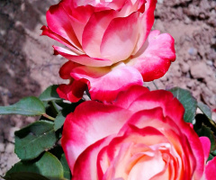Double Delight pair