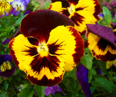 BLÜTEN