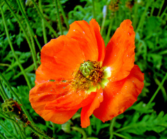 BLÜTE