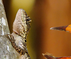 Lagartixa