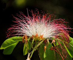 Calliandra