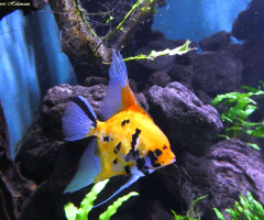 Aquarium in the Exotic House