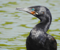 Biguá