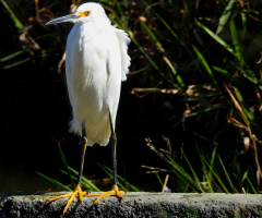 Garça branca pequena 