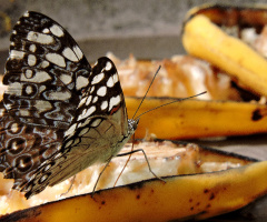 Borboleta 