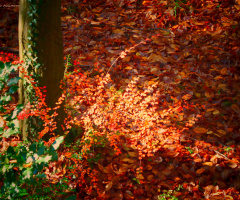 autumn colors 