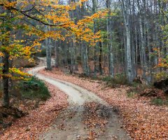 Sonbahar - Çataldağ Zirve yolunda Tali Orman Yolu