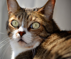 Gato