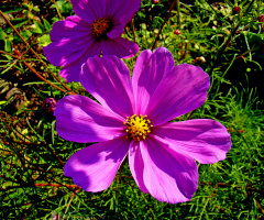 BLÜTEN