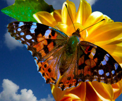 BLÜTE MIT BESUCH
